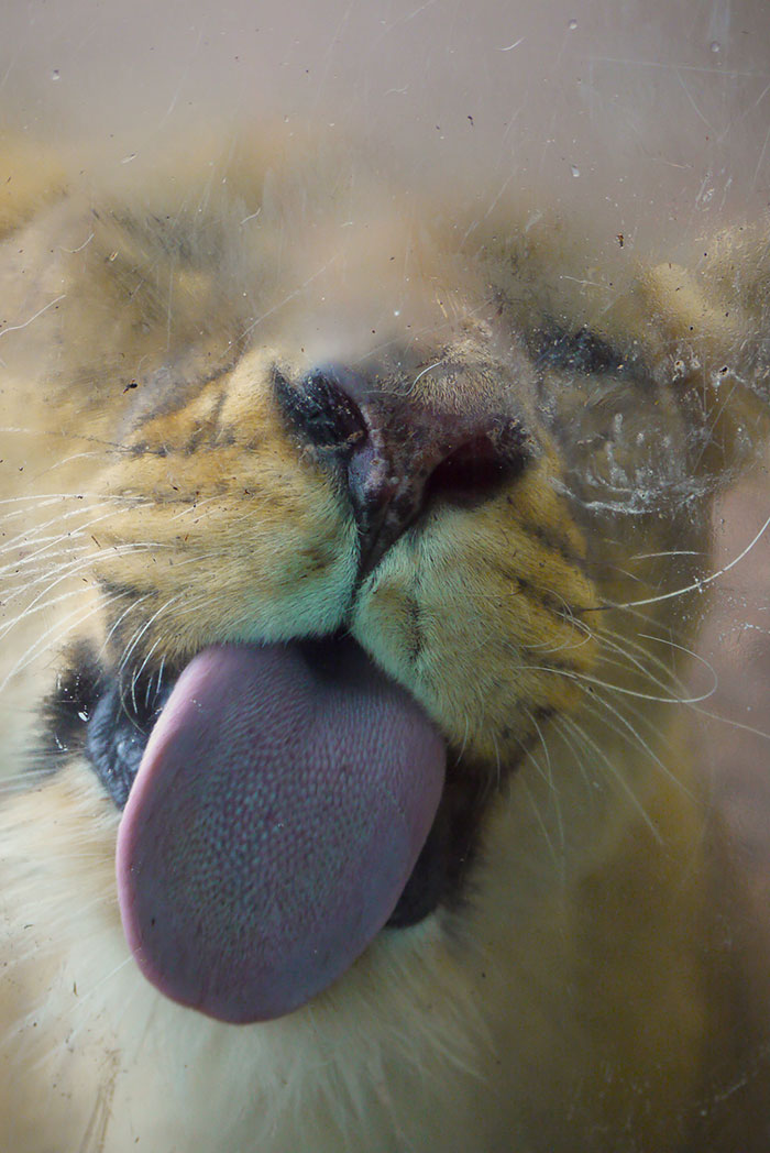 Funny Animals Licking Glass