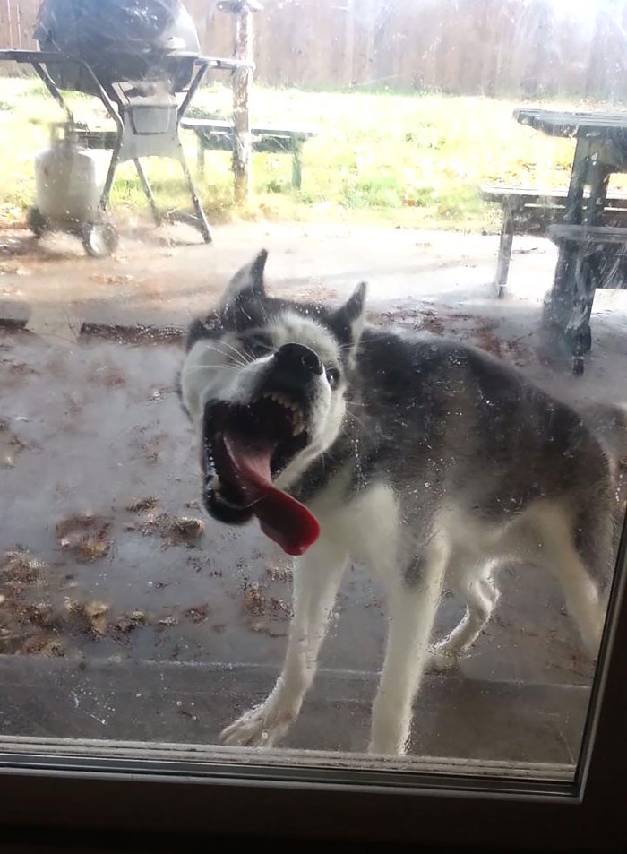 Funny Animals Licking Glass