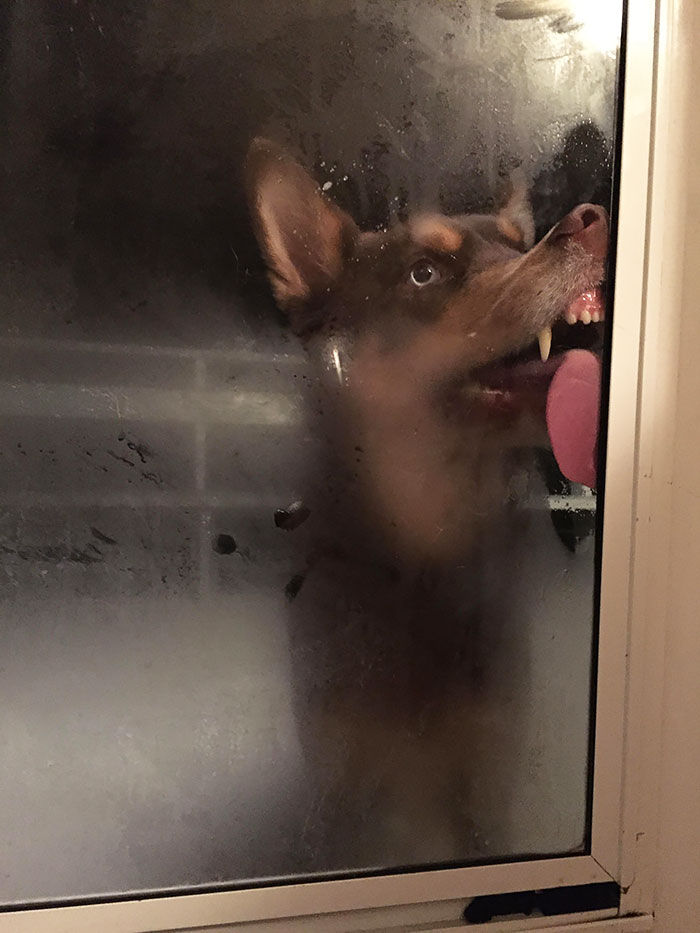 Funny Animals Licking Glass