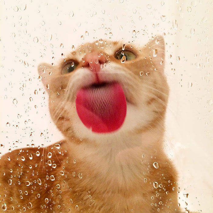 Funny Animals Licking Glass