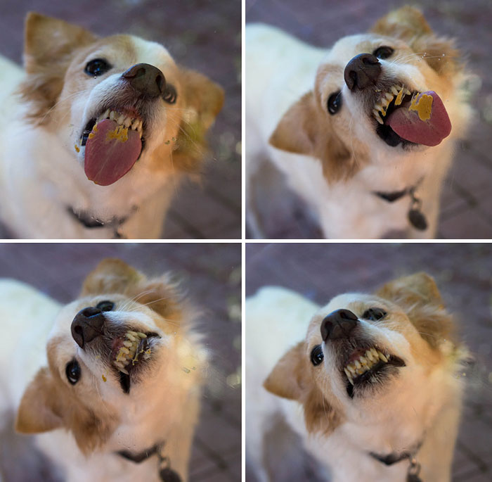 Funny Animals Licking Glass