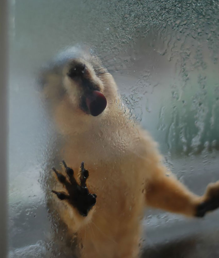 Funny Animals Licking Glass