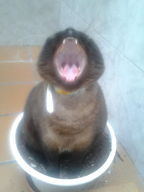 Cat Thinks She's A Flower