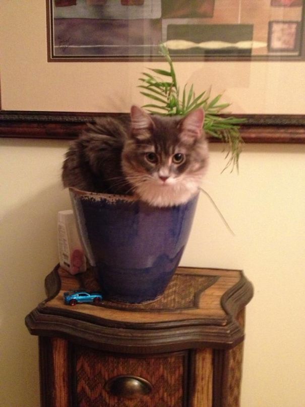 Cat Plant