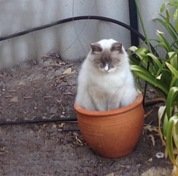 Cat Fell Asleep In A Pot