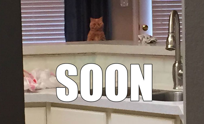 george-the-cat-standing-on-2-legs-12 george-the-cat-standing-on-2-legs-12