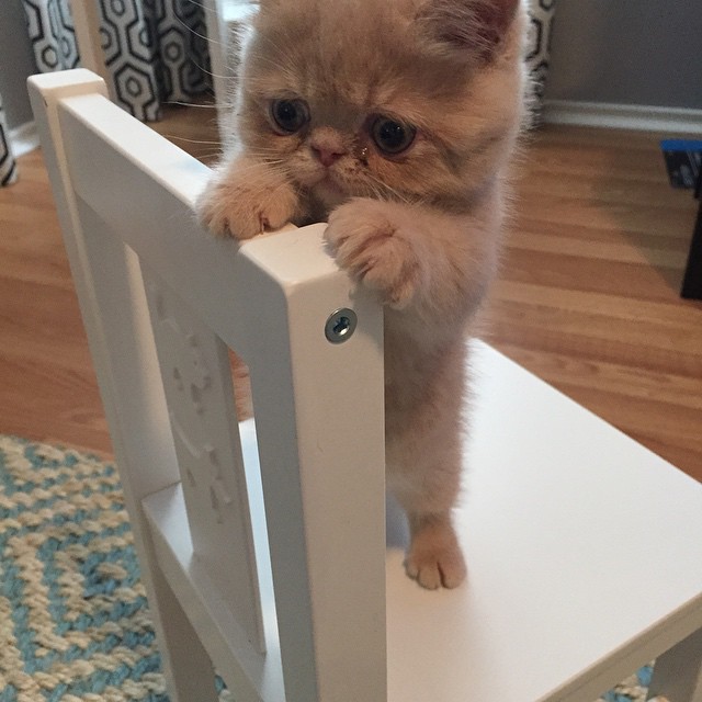 george-the-cat-standing-on-2-legs-15 george-the-cat-standing-on-2-legs-15