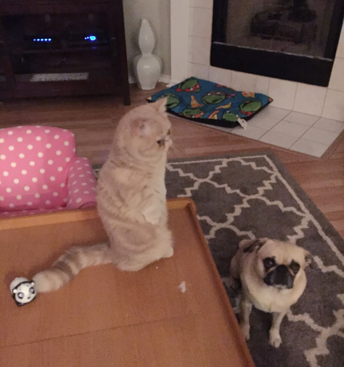 george-the-cat-standing-on-2-legs-2 george-the-cat-standing-on-2-legs-2