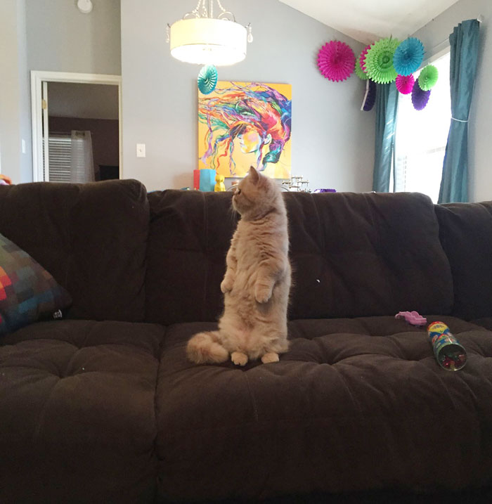 george-the-cat-standing-on-2-legs-4 george-the-cat-standing-on-2-legs-4