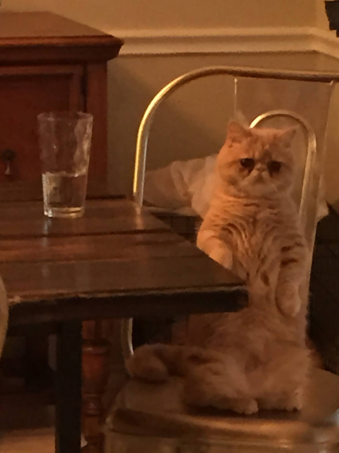 george-the-cat-standing-on-2-legs-7 george-the-cat-standing-on-2-legs-7