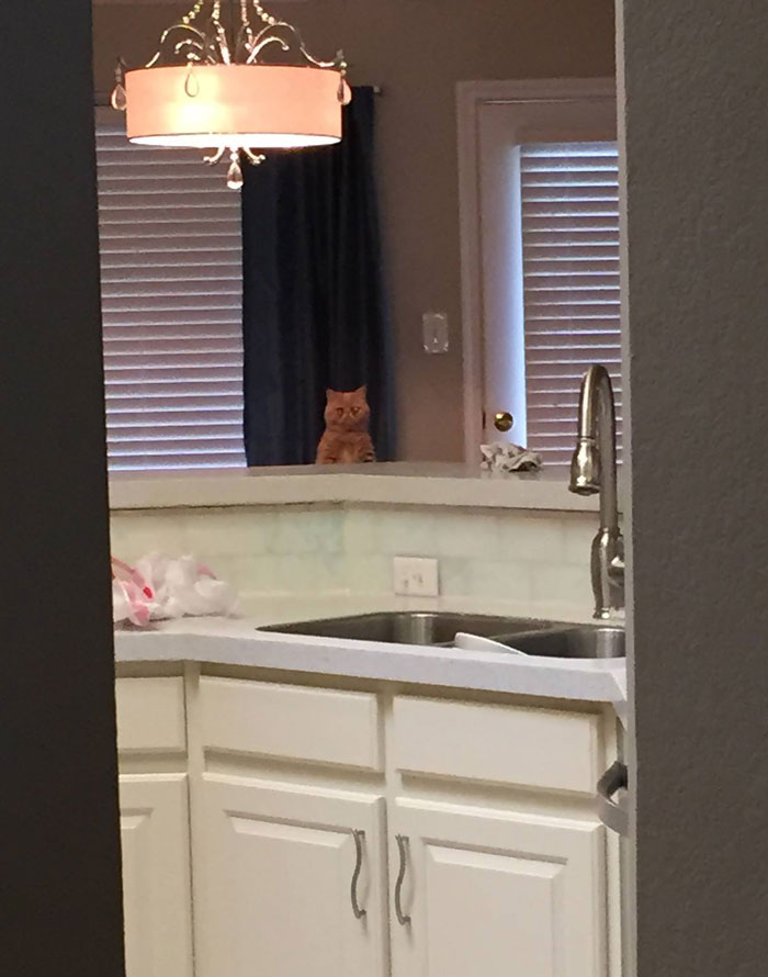 george-the-cat-standing-on-2-legs-8 george-the-cat-standing-on-2-legs-8