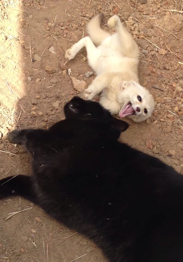 happy-fennex-fox-reunites-with-cat-friend-international-primate-rescue-2