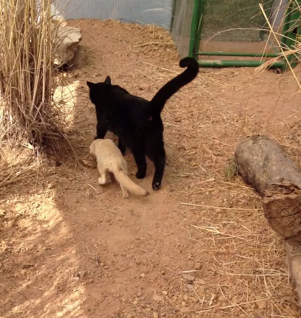 happy-fennex-fox-reunites-with-cat-friend-international-primate-rescue-3 happy-fennex-fox-reunites-with-cat-friend-international-primate-rescue-3