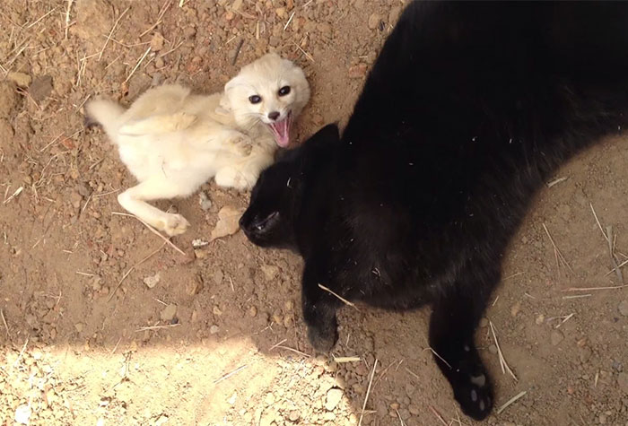 Rescued Fennec Fox Reunites With Its Best Friend – A Cat