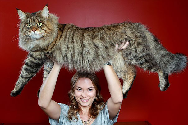 Huge Cat