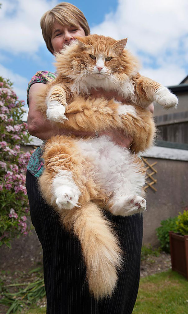Huge Cat