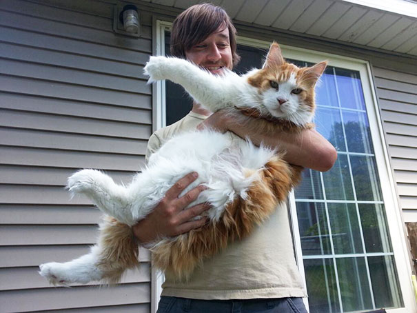 Huge Cat