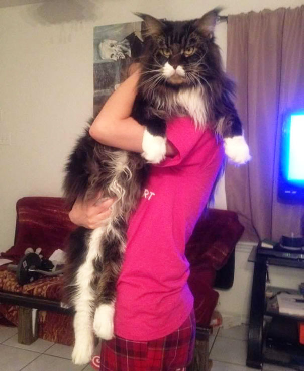 Huge Cat