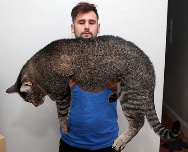 Huge Cat