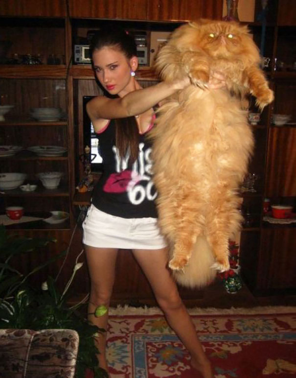 Huge Cat