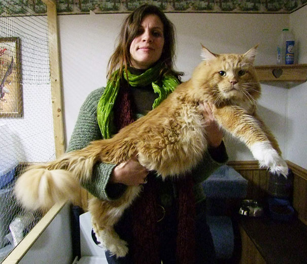 Huge Cat