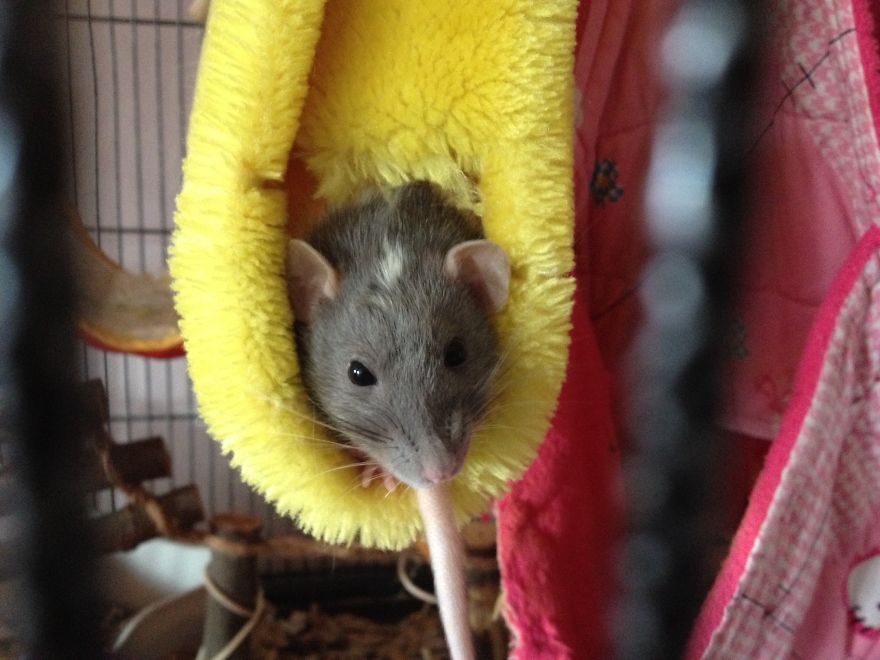 Chihiro Enjoying A Snooze