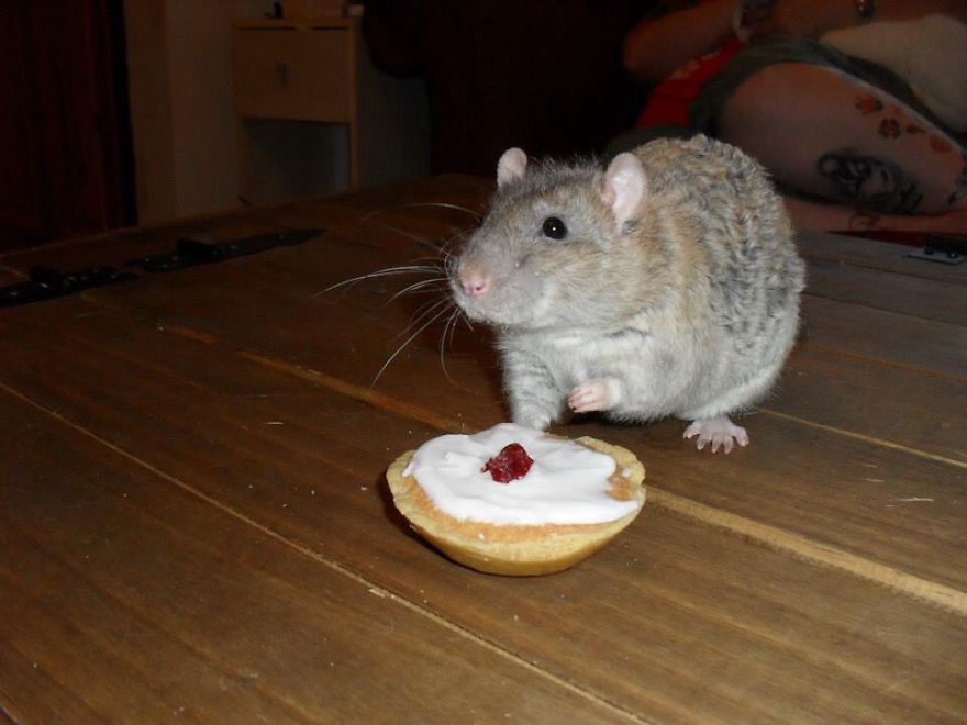 Navarre And His Favourite Treat