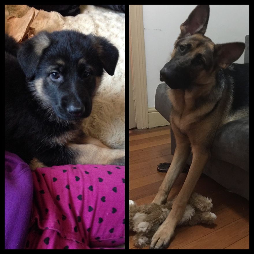 Berlin, 8weeks-1year