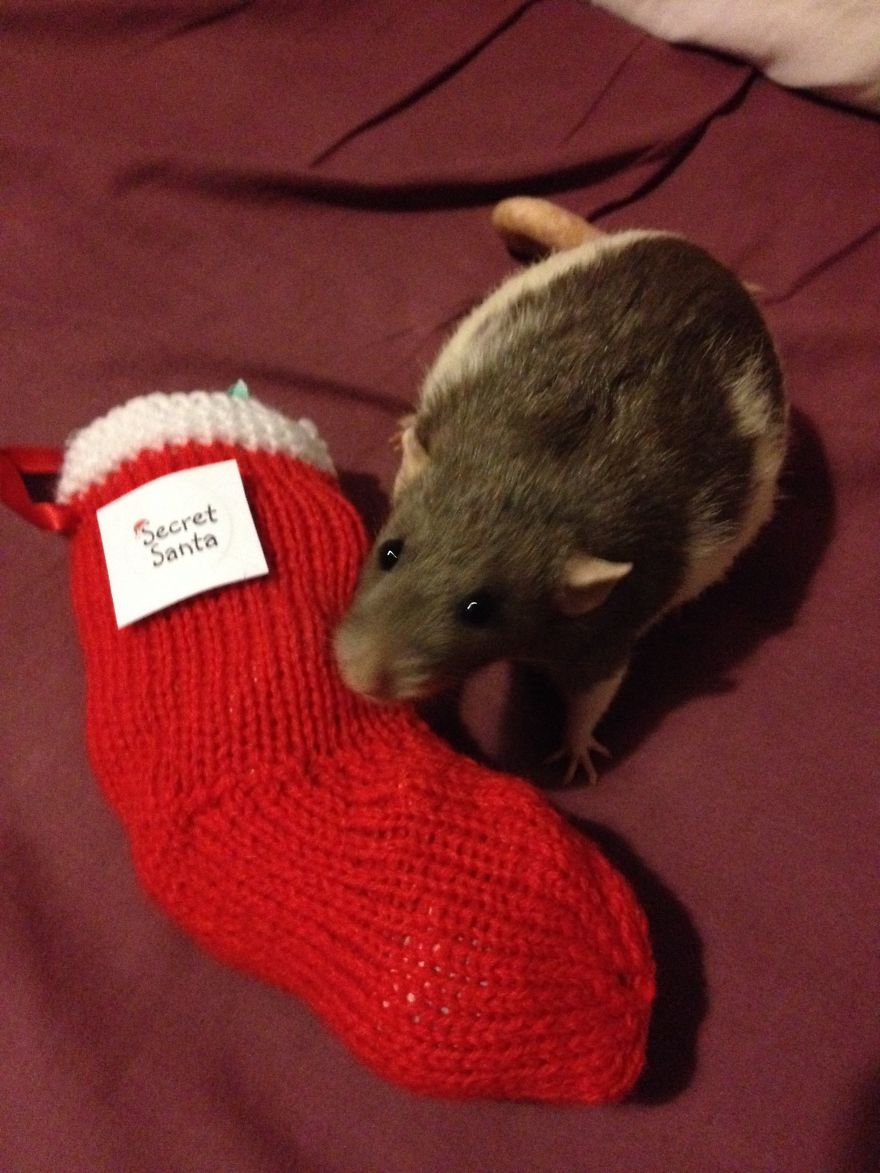 Artemis Getting Excited For Xmas