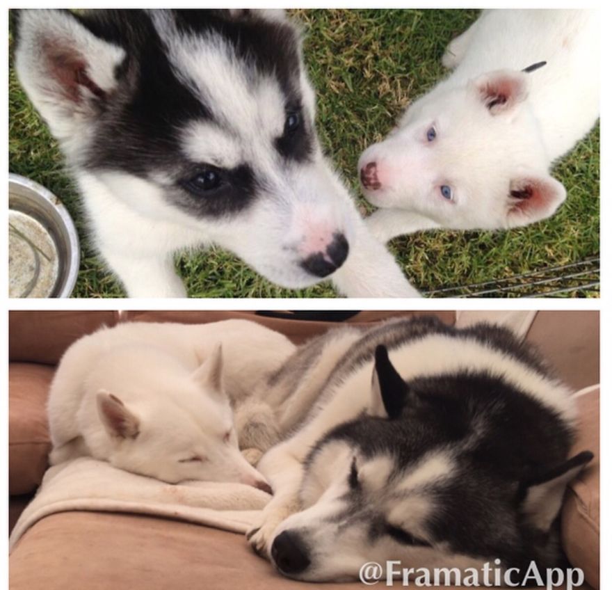 Pepi And Simba. Three Years Apart.