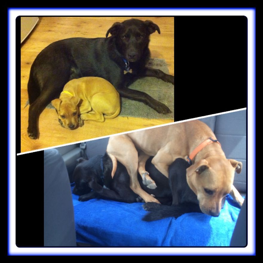 Our Rescue Dogs Neo And Mia... Year And A Half Later And Neo Is Still An Awesome Big Brother :)