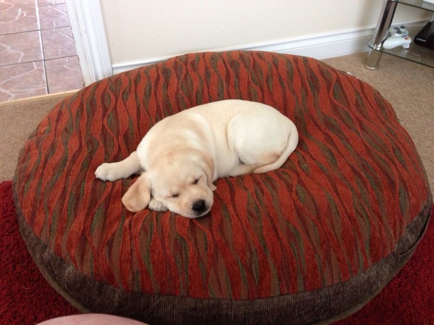 Dixie 9 Months Apart