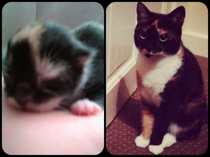 Artemis At 1 Day Old And Now At 6 Years Old.