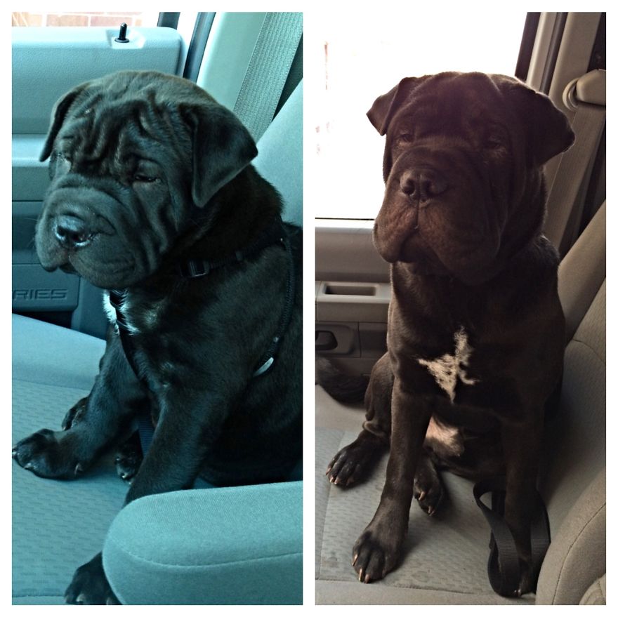 Charles Coal Black (charlie) 1 Year A Part!