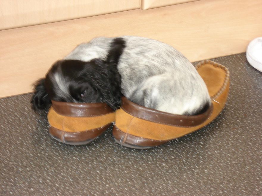 Finn - About 11 Weeks And Now, 8 Years Old (and Yes, It Is The Same Dog!!)