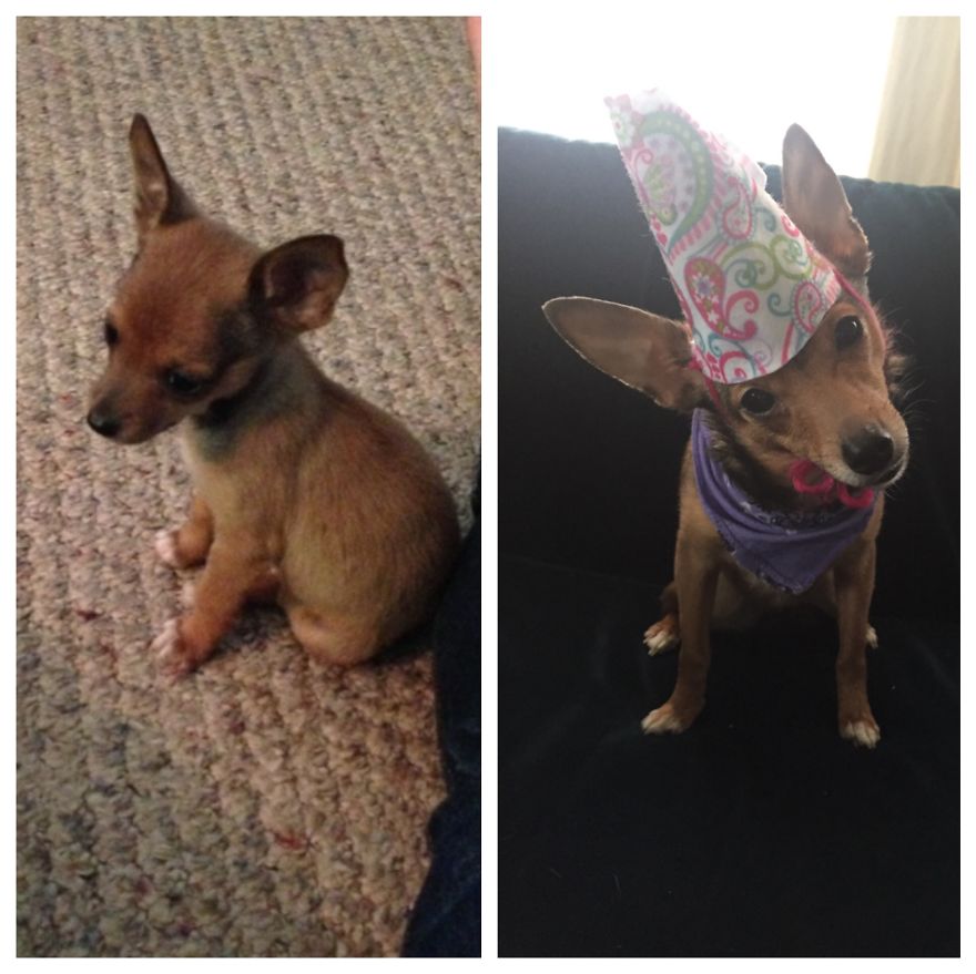 Maeve, The Day I Got Her And Her Second Birthday :)