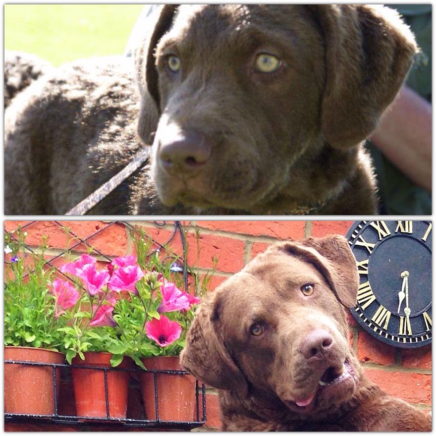Ice- Chesapeake Bay Retriever 8 Weeks & 1 Year!