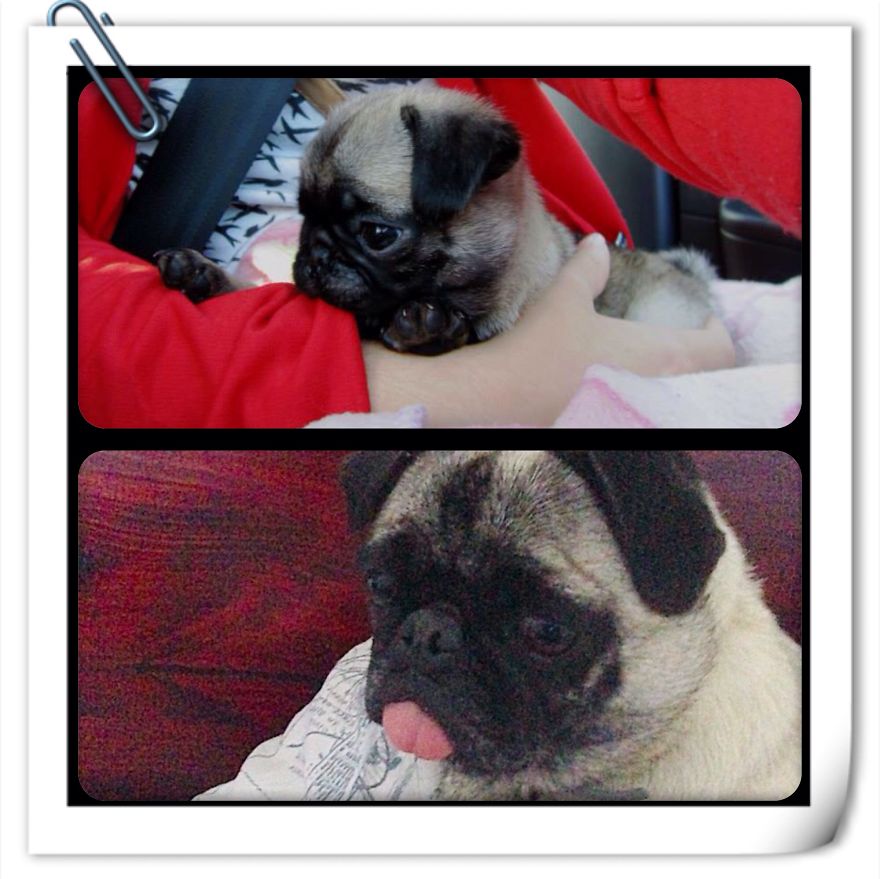 Mila At 8 Weeks And Now At 2 Years :)