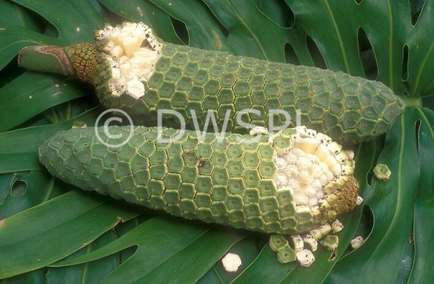 Monstera Fruit