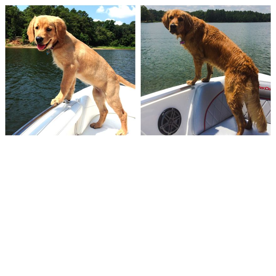 Molly's Always Been A Lake Dog. Four Months & 1 Year