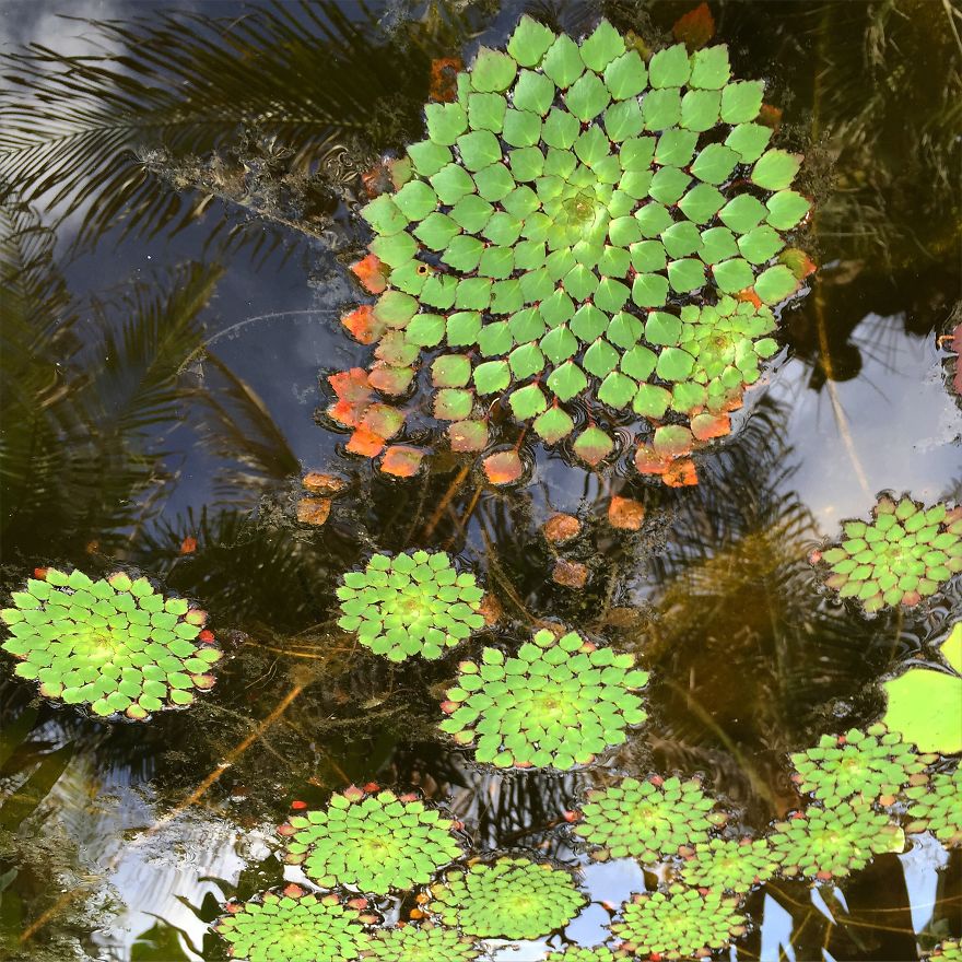 Planta Mosaico - Ludwigia Sedioides