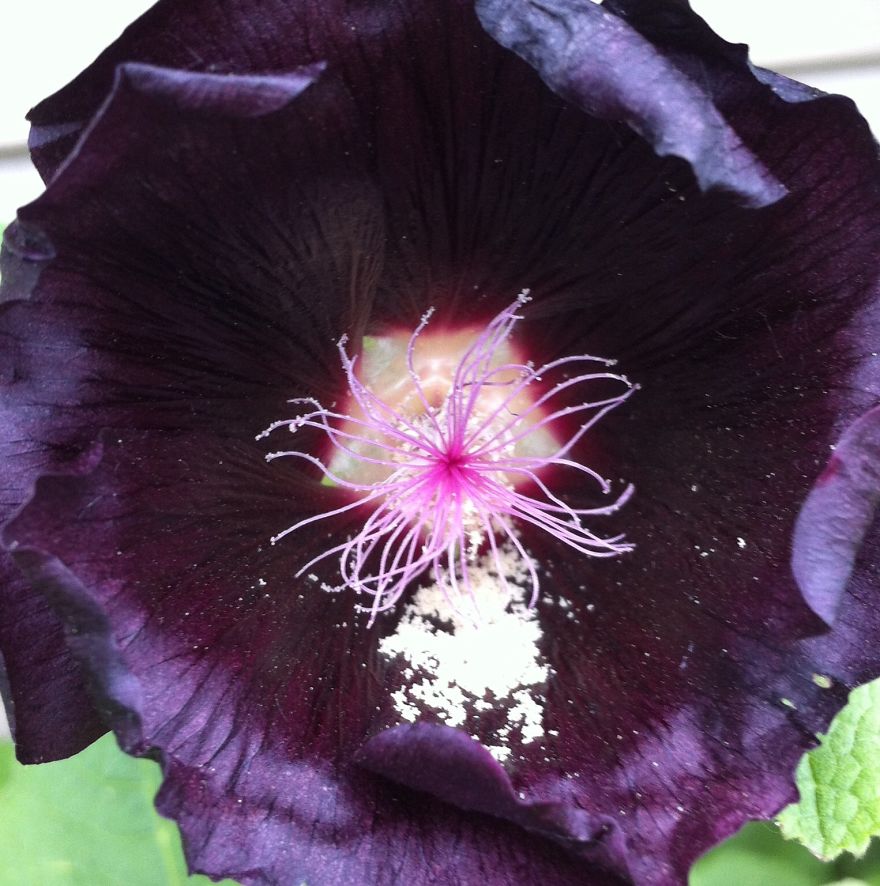 Black Hollyhock