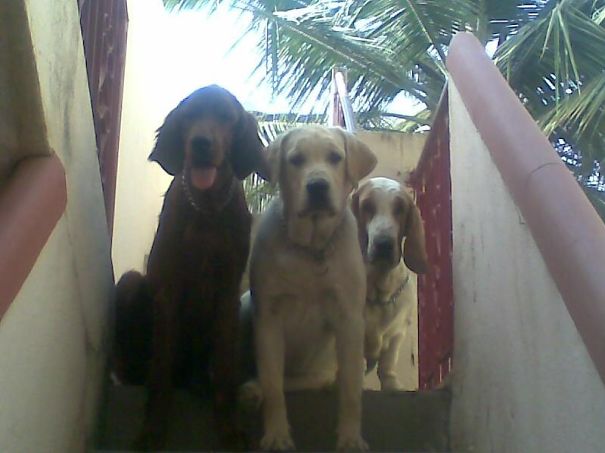 Buddy, Bruno & Butch - Best Buddies