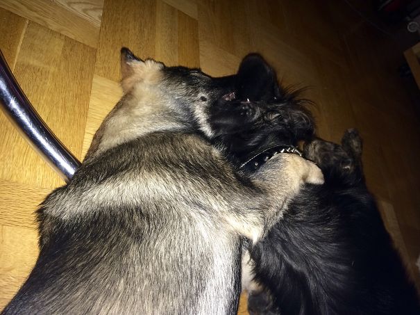 Mother Daisy And Son Devil