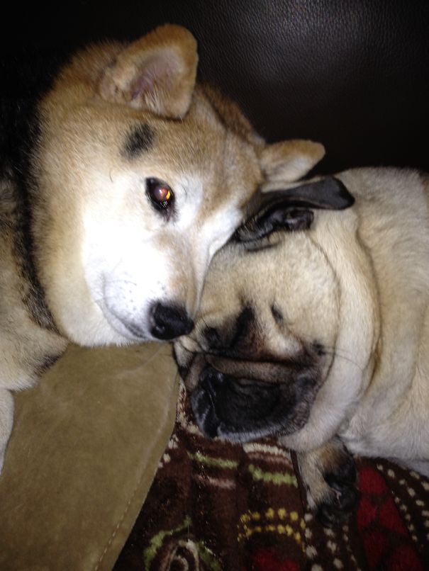 Bridget And Murphy... Best Buds.