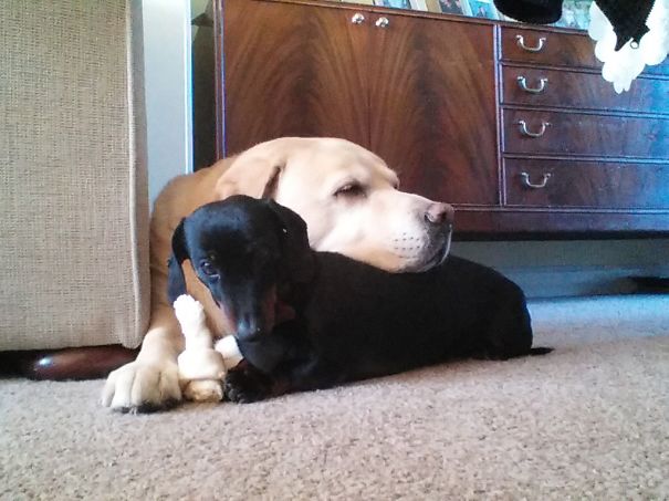 Big Bruno Holds Freja's Chew For Her
