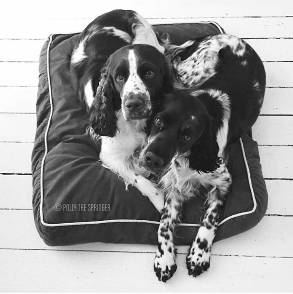 They Love Each Other To The Moon And Back - @pollythespringer