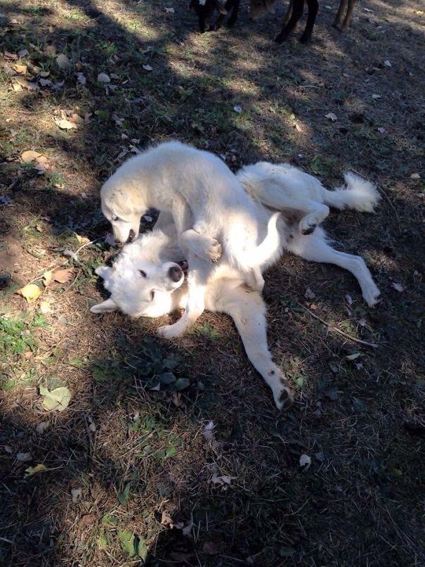 But Heads Were Made For Standing On!!