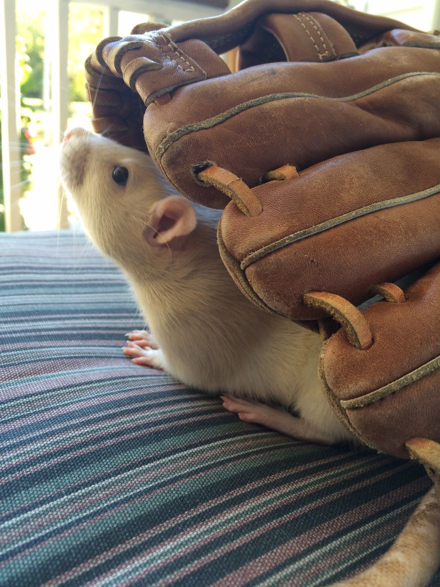 Panya In The Sunshine