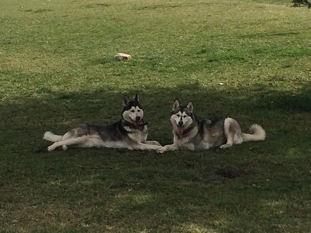 Husky Best Friends